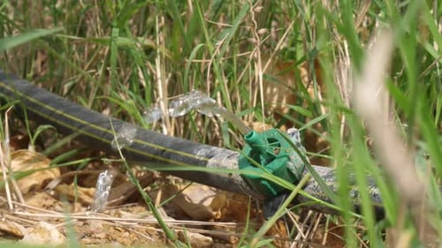 Drip for irrigation of several exits of water. Micro drip irrigation system. Close up of an adjustab