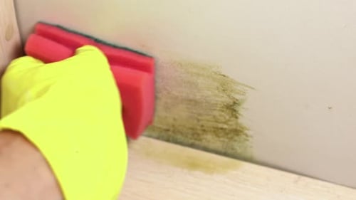 Cleaning green mold fungus