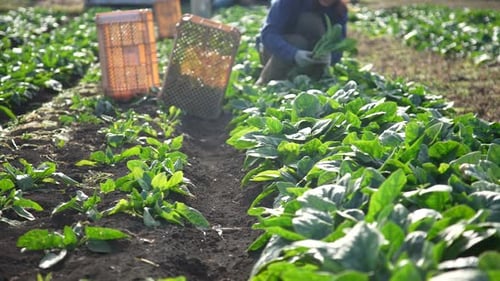 A woman harvesting spinach
