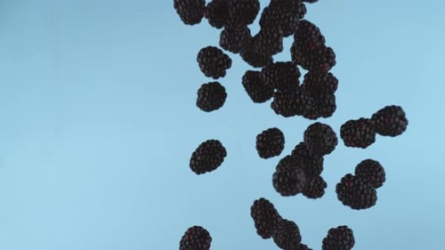 Slow Motion Blackberry Splash ink