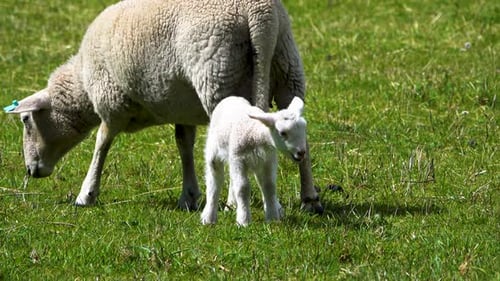 Photo de suivi d'un mignon petit mouton, agneau et mère paissant sur une prairie verdoyante au soleil