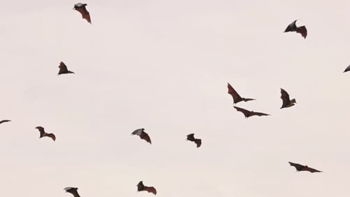 Fliegende Riesenfledermaus Indische Flughunde Lat Pteropus Medius fliegen in der Abenddämmerung durch den Himmel Flug in