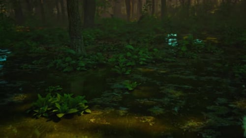 Rays of Light Falling Through the Mist and Trees in the Swamp