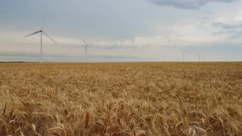 Swaying Wheat In Peaceful Fields And Wind Energy Turbines