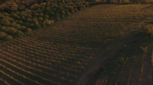 An Absolutely Captivating Aerial View of Serene Vineyards Nestled Under a Beautiful Sunset Sky