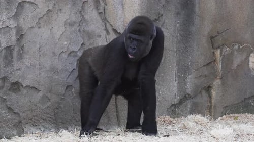 Female Gorilla Standing And Eating Hay In The Zoo. - close up