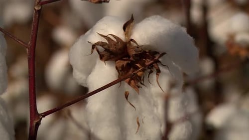 Primer plano del algodón en la planta de algodón durante el día al aire libre