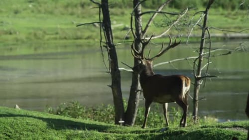 Canadian Wildlife - Rack focus to a big buck deer beside a lake