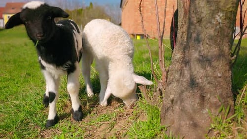 Close Up Of Sheep Grazing In The Pasture