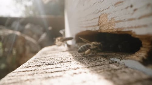 Bees Entering and Exiting a White Wooden Hive