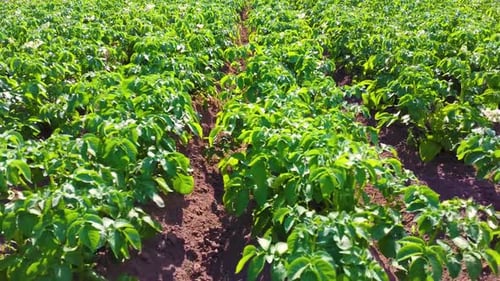 Fresh Green Potato Plants Growing in Rows on Organic Farm
