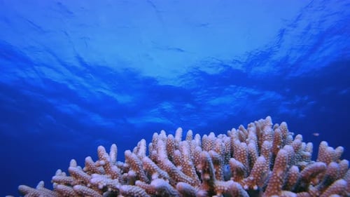 Underwater Sea Coral Reef
