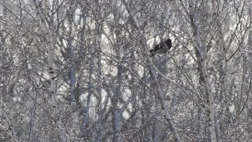 Gray crow sits on top of a birch branch. The crow flies away
