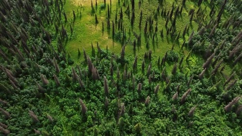 Flight over the green valley covered with pine trees and bushes. Wild nature from drone.