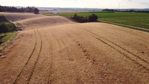Drone flying over wheat field