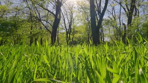 Nahaufnahme eines Spaziergangs auf grünem Gras im Park an einem sonnigen Tag im Gegenlicht, Pov-Ansicht