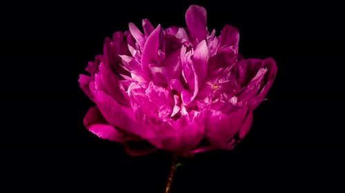Red Peony Open Flower in Time Lapse on a Black Background. Wedding Concept. Side View on Pink Flower
