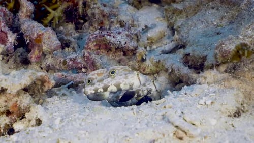 Dos pececillos señalan al gobio (Signigobius biocellatus) en busca de depredadores moviéndose hacia arriba y hacia abajo en