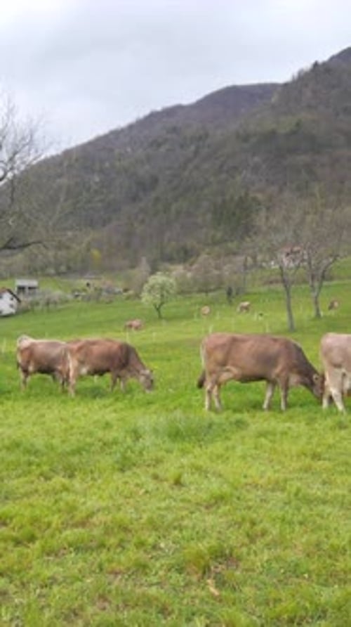 cows grazing in field, vertical wide back moving stabilized shot, bovines in pasture in spring