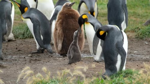 King Penguins and Chicks Gather in Natural Habitat