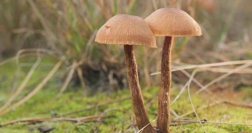 Mushrooms in the Wild Forest