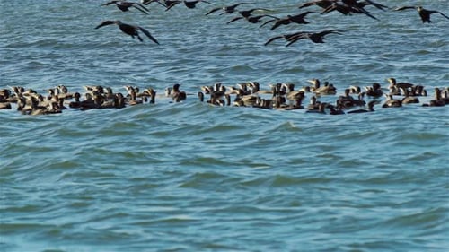 Kormoranherde auf der Jagd im Meerwasser 2