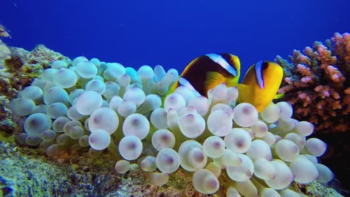 Anemone Clown Fish Underwater