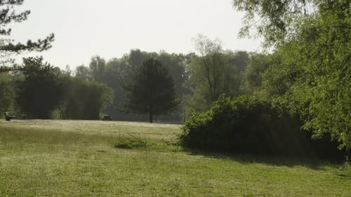 Slow Pushing Shot Across Field with Different Types of Trees including Park Benches and Picnic Table