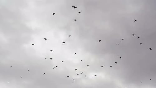 Birds In A Stormy Sky