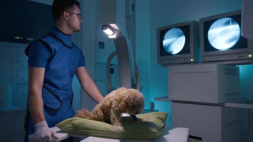 Veterinary Radiologist Examines Dog in Hospital