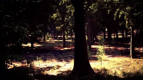 Sun Rays Streaming Through the Lush Forest Trees