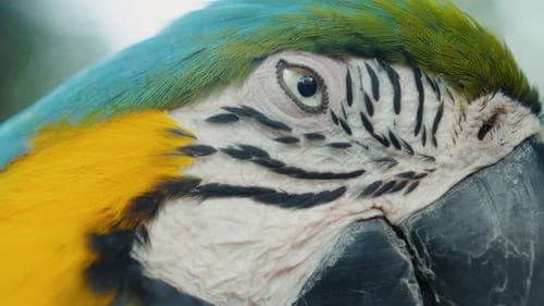 Blauer und gelber Ara blinzelt mit den Augen