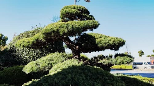 Cinematic Bonsai Styled Conifer Tree, Tokyo, Japan, Dolly