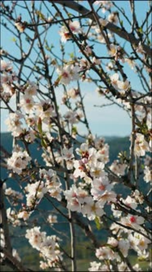 Tree Blossoms Waving Gently on a Sunny Day
