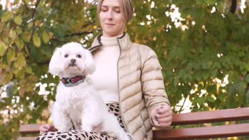Jovem mulher caminhando com lindo cachorro maltês branco no parque de outono ao pôr do sol