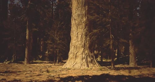 Majestic Tall Trees Stand in a Serene Forest During Golden Hour Lighting