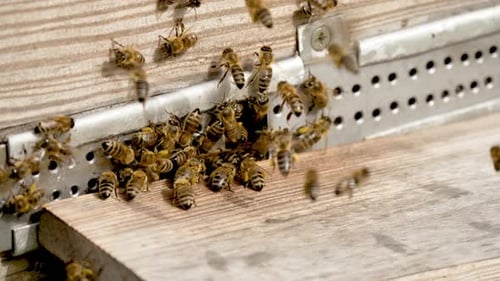 Bienenstöcke auf einer Farm in ländlicher Gegend mit Bienen, die umherschwärmen, Makroaufnahmen von Insekten bedeckt mit