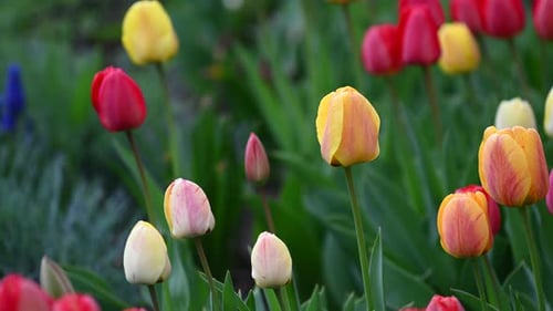 Spring Blooming tulip sway with the wind in Europe
