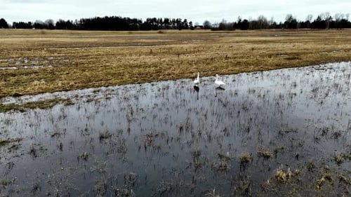 Swans Wading in a Flooded Field From Above