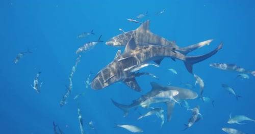 Sharks Swimming Underwater with School of Fish
