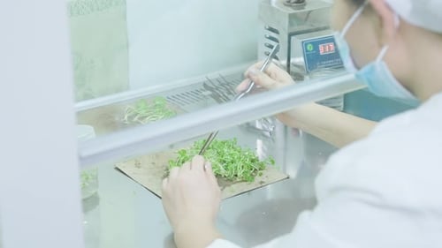Laboratorio moderno de cultivo de tejidos vegetales 2