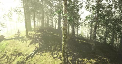 Sunlight Filtering Through Trees in a Serene Forest During Early Morning