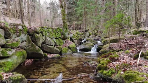 a Mountain Stream of Crystal Clear Cool Spring Fresh Water Flows Among Stones and Rocks in a Pine
