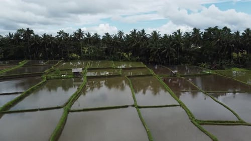 Aerial Landscape of the Rice Fields and Rice Terrace on the Island Bali in Indonesia Drone Flight
