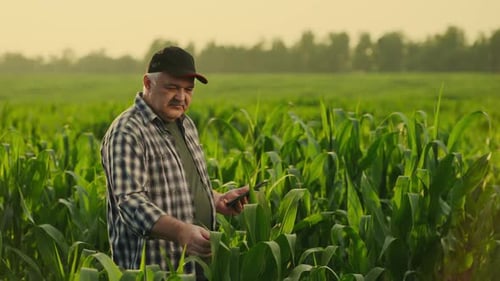 Skilled Farmer Viewing Young Plants On Agricultural Field In Summer Holding Electronic Tablet