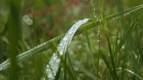 Fresh Green Grass with Dew Drops Close Up