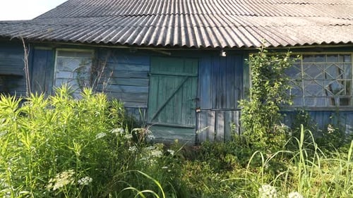 Overgrown Blue Shack in Rural Area
