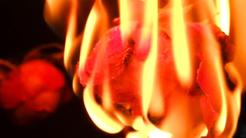 Burning Rose in Fiery Embrace