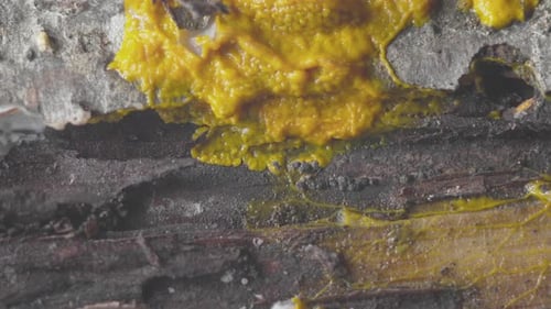 Bright Yellow Slime Mold Growing on Tree Bark