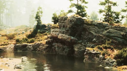A Stream Running Through a Lush Green Forest